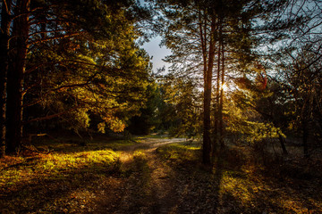dawn in a pine forest.