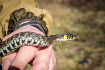 so ordinary in the hands