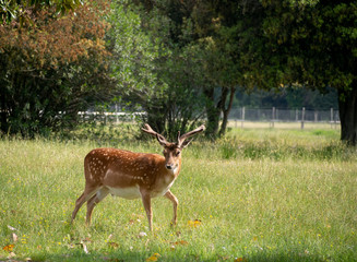 Young buck, male fallow deer in San Rossore Park, Pisa, Tuscany, Italy. Posing for the camera and cute.