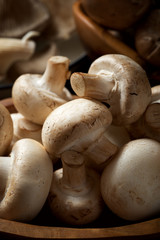 Mushrooms close up
