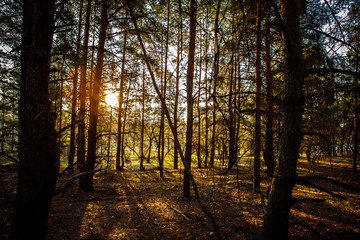 dawn in a pine forest.