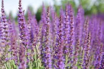 beautiful purple lavender flowers in a field