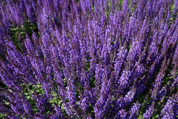 beautiful purple lavender flowers in a field. Top view.