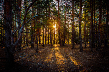 dawn in a pine forest.