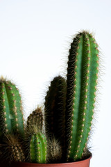 Cactus close up