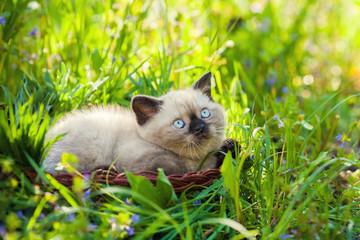 Little kitten sitting in a basket on the grass
