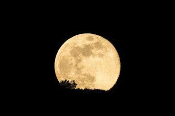 Full moon rising behind a hill with trees