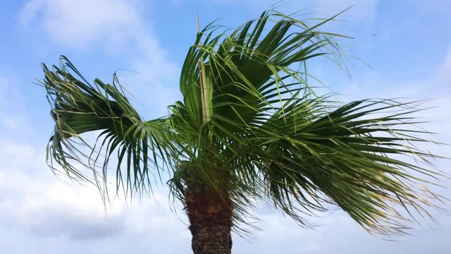 Low angle shot of a Palm Tree swaying with the wind in Chatan Okinawa Japan