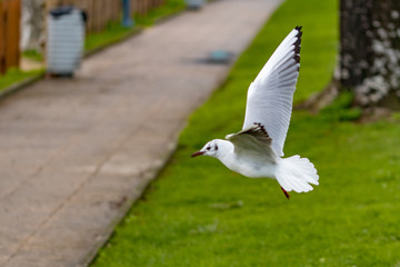 seagull flying