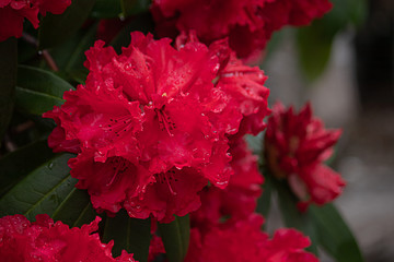 bright red rhododendron blooms with water drops
