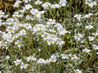 Tapis argenté de céraiste cotonneux ou céraiste corbeille d'argent (Cerastium tomentosum)