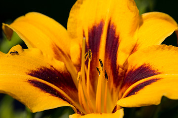 yellow daylily