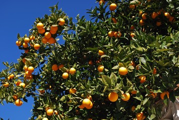 Ripe Seville oranges on a tree, Spain.
