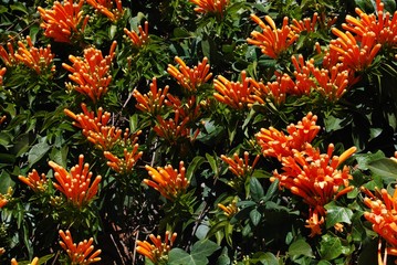 Pryostegia Venusta also known as flame vine in full bloom, Spain.