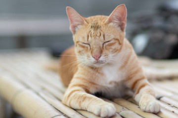 cat sleeping on table