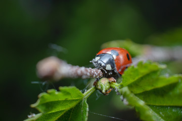 Beautiful bright red ladybug sitting on a green leaf. Macro photography of an insect.