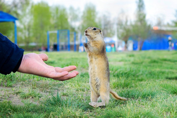 European gopher eats with human hands in a clearing next to the Playground