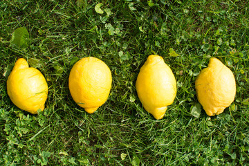 Lemons lying in the thick green lawn grass