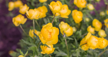 background of Yellow globular flower Trollius europaeus in natural environment