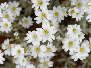 Obraz premium Blütezeit von Filziges Hornkraut (Cerastium tomentosum)