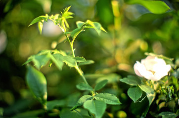 apple tree in blossom