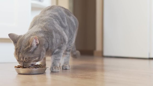 Scottish straight cat comes to his silver bowl and eating dry food
