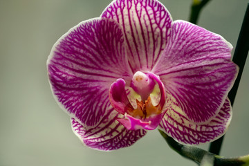 Fototapeta na wymiar Lilac large Orchid flower detail. Elegant Orchid close-up.