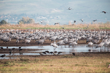 Fototapeta na wymiar Thousands of cranes feeding on hula valley lake