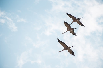 Group of cranes flying on a bright sky