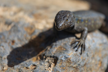 Lizard close up. Wild nature and animal background. Wildlife, reptile