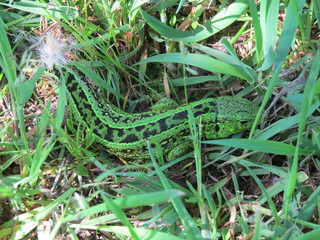 Lizard. (The Vast Russia! Sergey, Bryansk.)