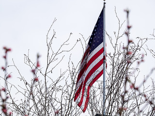 american flag high above the bare branches of a flowering tree
