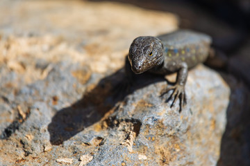 Lizard close up. Wild nature and animal background. Wildlife, reptile