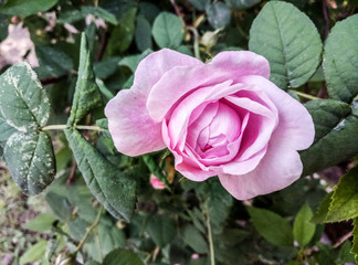 Amazing pink rose. Colorful rose in the garden.Beautiful pink rose. Rose is the symbol of love in valentine day