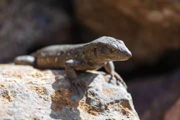 Lizard close up. Wild nature and animal background. Wildlife, reptile