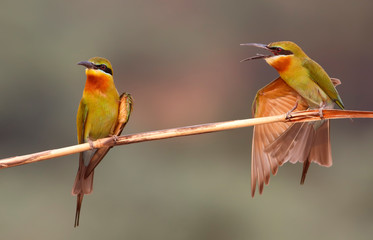 colorful bird on a branch