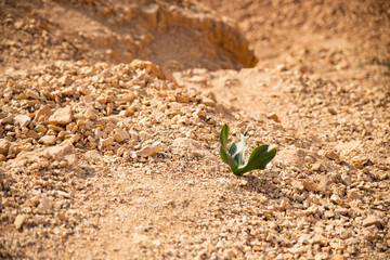 Lonely strong green plant growing in the middle of the desert