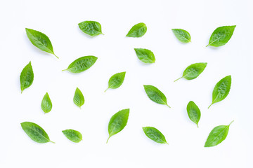 Fresh basil leaves on white