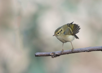The lemon-rumped warbler 