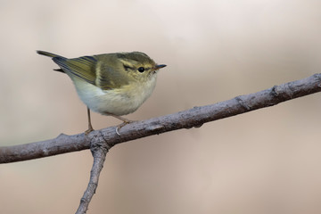 The lemon-rumped warbler 