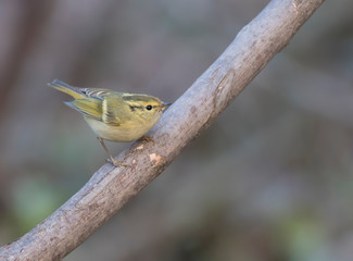 The lemon-rumped warbler 