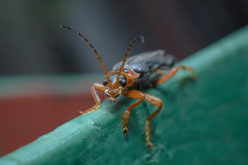 A black orange beetle sits on a green surface. Macro photography of an insect.