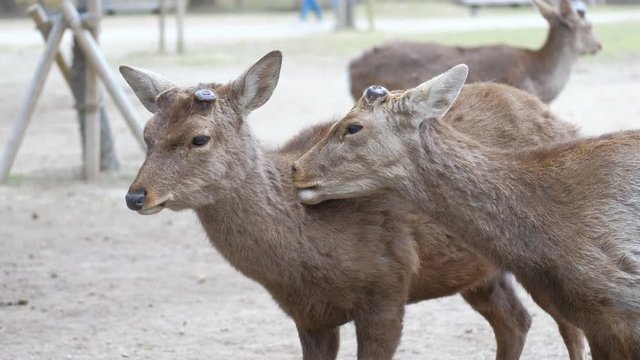 毛づくろいをする鹿　奈良市奈良公園