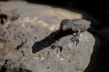 Lizard close up. Wild nature and animal background. Wildlife, reptile