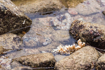 White corals on the rock in the sea.Thailand.