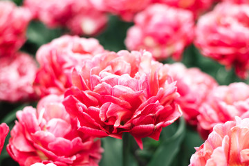 Pink tulip close up at spring field.