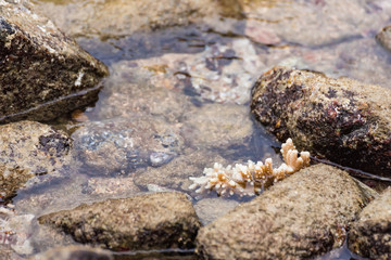 White corals on the rock in the sea.Thailand.