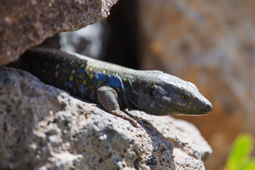 Lizard close up. Wild nature and animal background. Wildlife, reptile