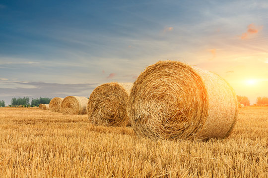 Round straw bales on farmland