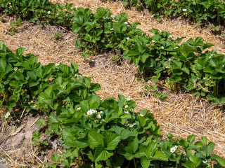 Erdbeerpflanzen im Gartenbeet